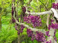 【植物三宝】千年油麻古藤