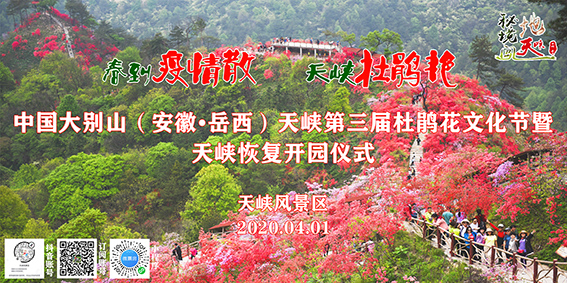 天峡第三届杜鹃花文化节4月1日开幕！千亩杜鹃花海在春天等你......