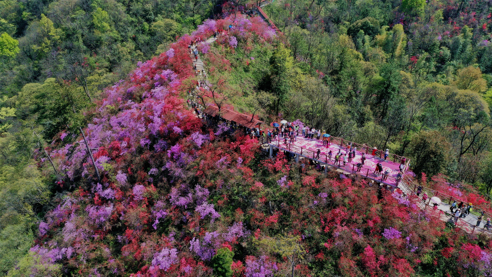 杜鹃花开春色美  天峡本周末迎来客流高峰