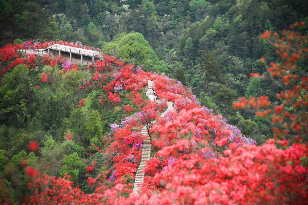 大别山（安徽·岳西）天峡第五届杜鹃花旅游文化节暨千名网红探店“云”游天峡活动开幕