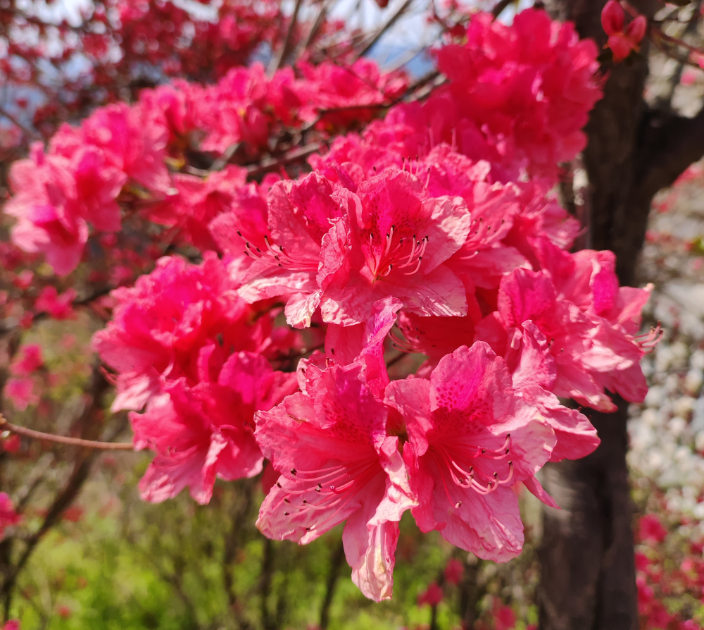 3月29日实拍 天峡杜鹃花海!