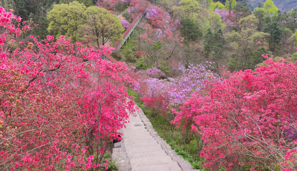 3月30日实拍  天峡千亩杜鹃花海！