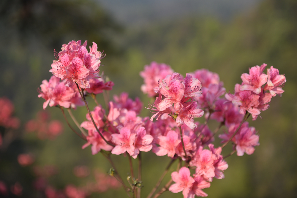 4月3日 天峡杜鹃花海实拍!