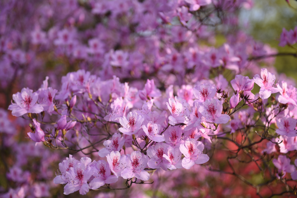 4月5日 实拍天峡千亩杜鹃花海！