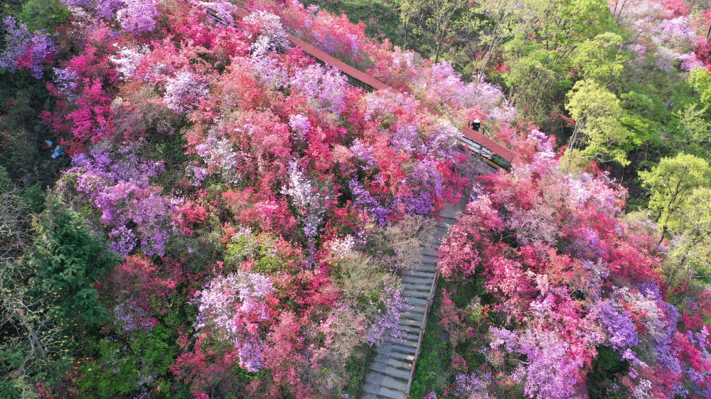 4月6日 实拍天峡千亩杜鹃花海！