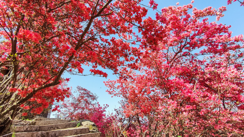 4月7日 实拍天峡千亩杜鹃花海！