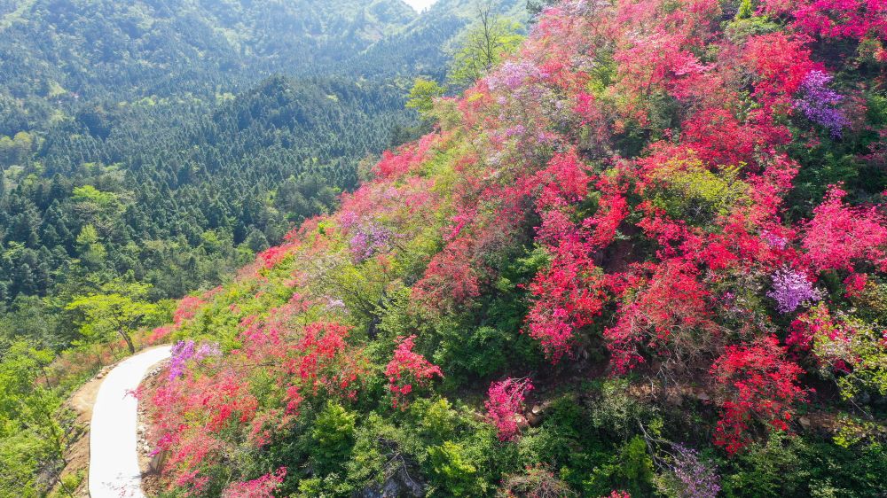 相约安徽 向春而行|| 花开了！ 天峡心安坪高山杜鹃花海4月20日开放！